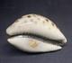 Antique Speckled Shell Snuffbox In Solid Silver Early 19th Century