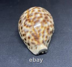 Antique speckled shell snuffbox in solid silver early 19th century