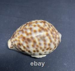 Antique speckled shell snuffbox in solid silver early 19th century