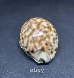 Antique speckled shell snuffbox in solid silver early 19th century