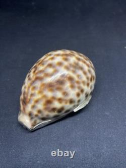 Antique speckled shell snuffbox in solid silver early 19th century