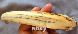 Old warthog tooth with solid silver ring Curiosity Cabinet Cities ok