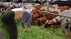 Pretty Girl Farm Withme Transportation Feeding Cow