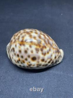 Ancienne tabatière en coquillage moucheté et argent massif début XIXème